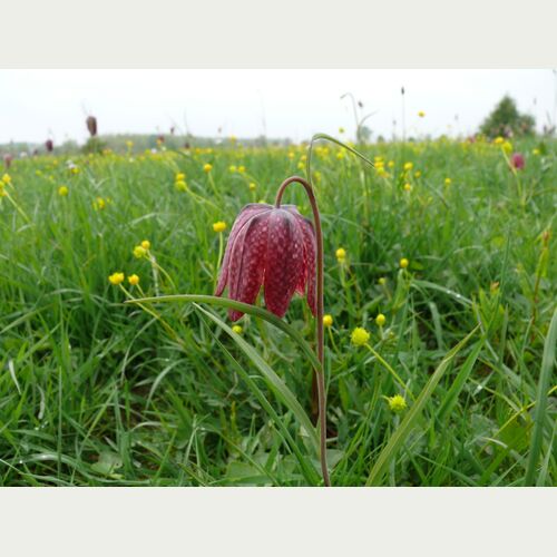 Einst waren Schachblumen so häufig, dass sie auf Hamburger Märkten verkauft wurden. Heute ist die Pflanze vom Aussterben bedroht
